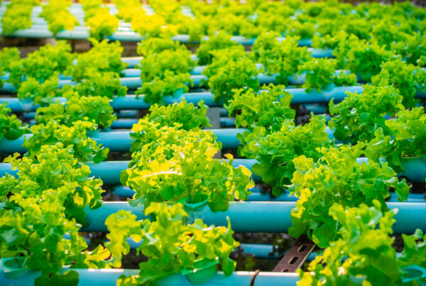 Il ristorante Feva e il sistema acquaponico