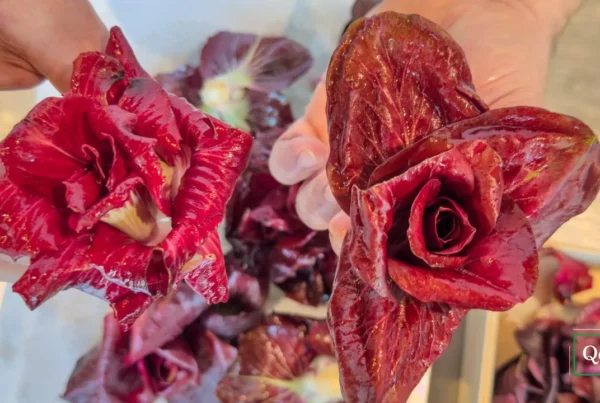 rosa di Gorizia realizzata dallo chef Nicola Dinato per il Menu di S.Valentino